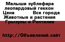 Малыши эублефара ( леопардовый геккон) › Цена ­ 1 500 - Все города Животные и растения » Грызуны и Рептилии   